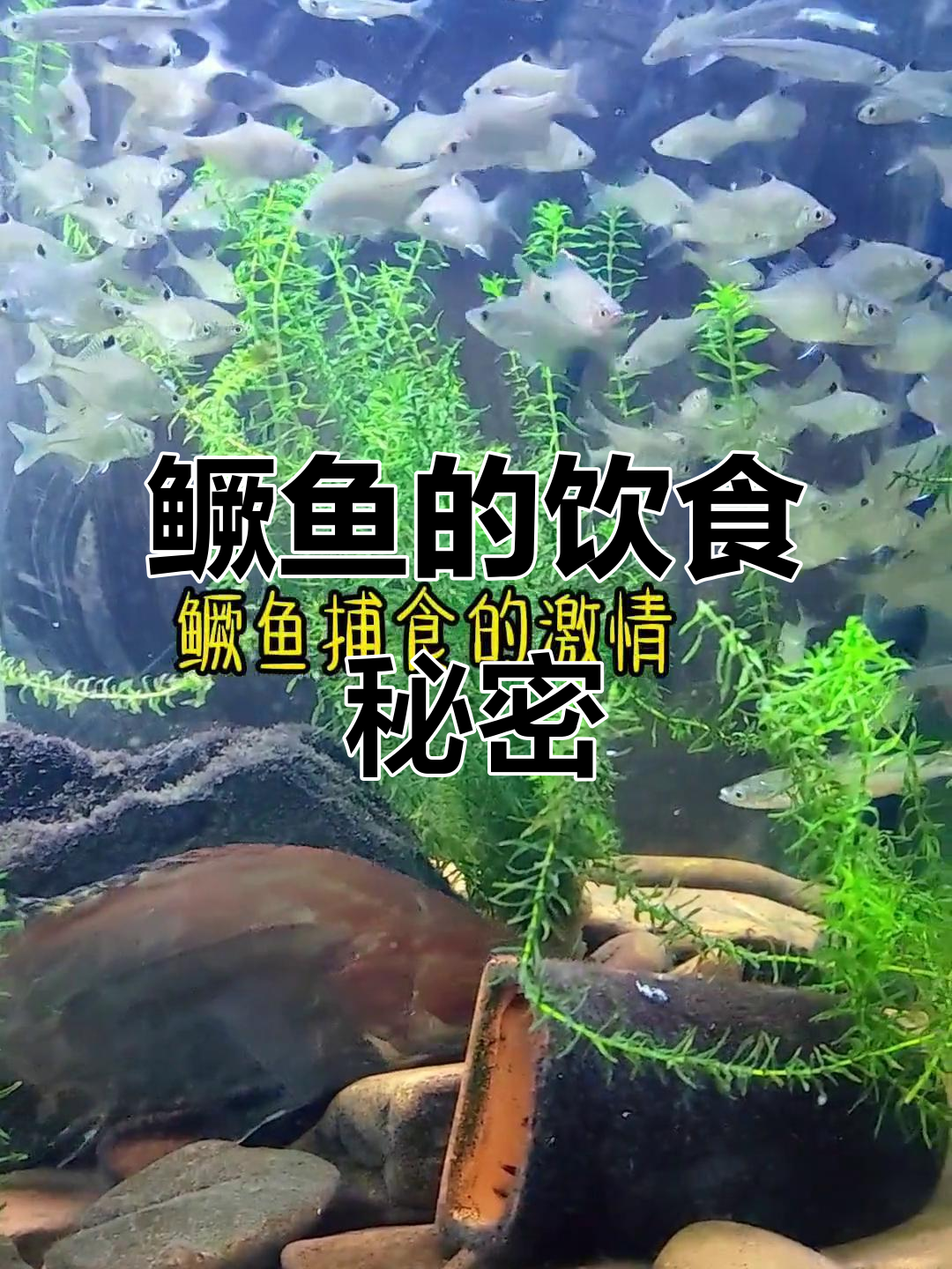 鳜鱼自助餐,饵料健康至关重要