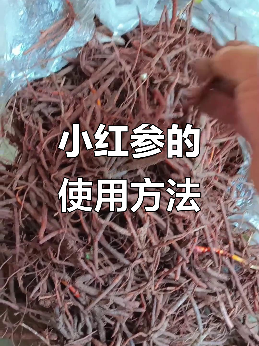 小红参的独特用法与能量揭秘,泡八加鱼和煲汤最合适