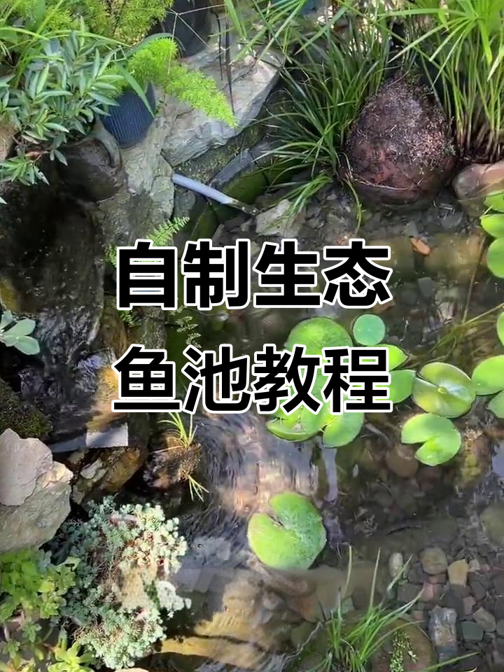 打造自然生态鱼池，水质清澈又自给自足
