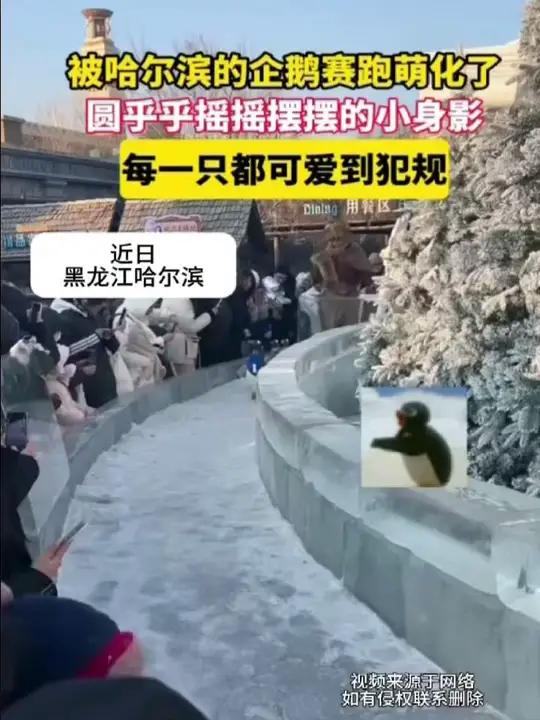 近日哈尔滨,被哈尔滨的企鹅赛跑萌化了!圆乎乎摇摇摆摆的小身影,每一只都可爱到犯规!