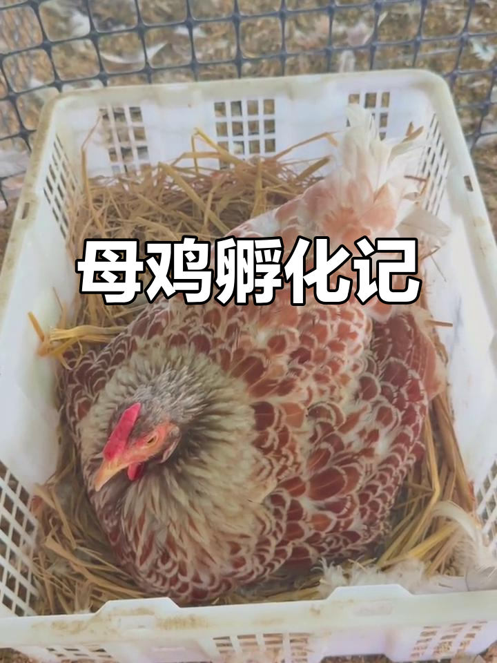 怀特母鸡孵蛋六天,看看受精率如何!