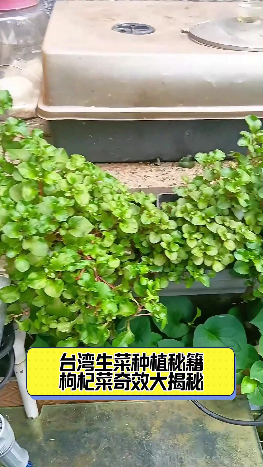 台湾生菜种植秘籍,枸杞菜奇效大揭秘