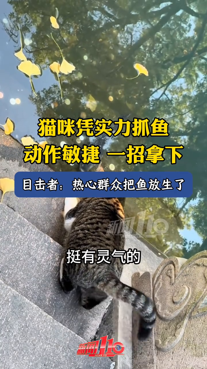 猫咪凭实力抓鱼,动作敏捷,一招拿下!不料竟是竹篮打水一场空
