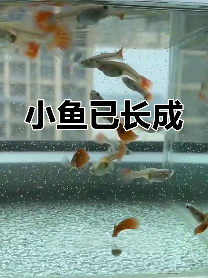 孔雀鱼小崽三个月,成鱼了!健康成长的每一天