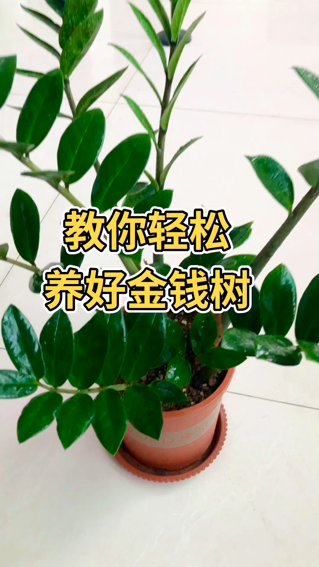 教你养好金钱树