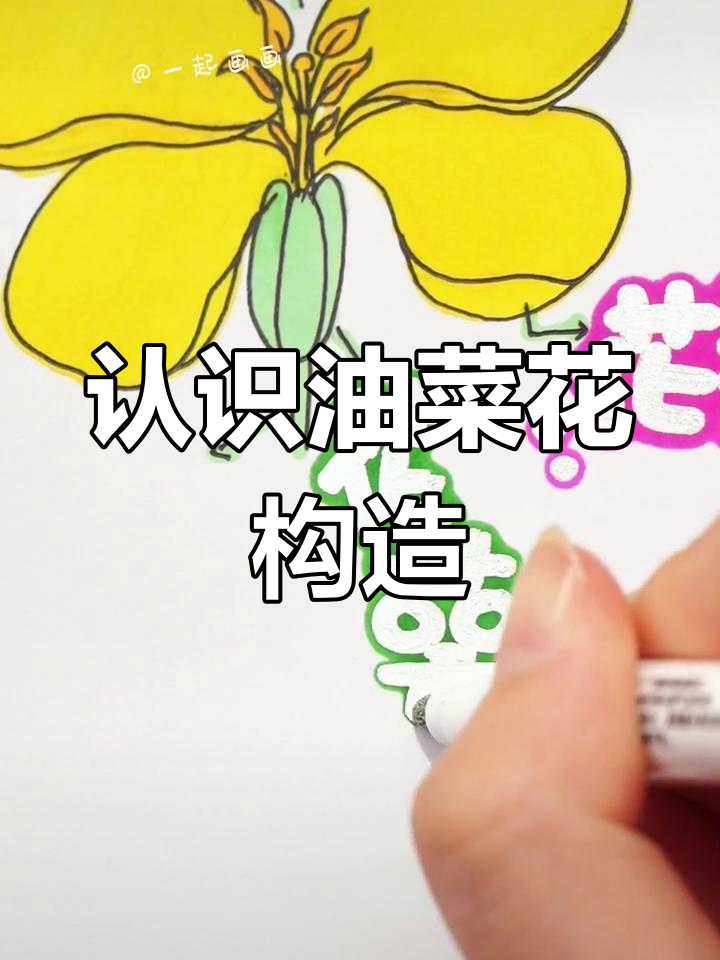 油菜花开,亲子一起探索自然奥秘