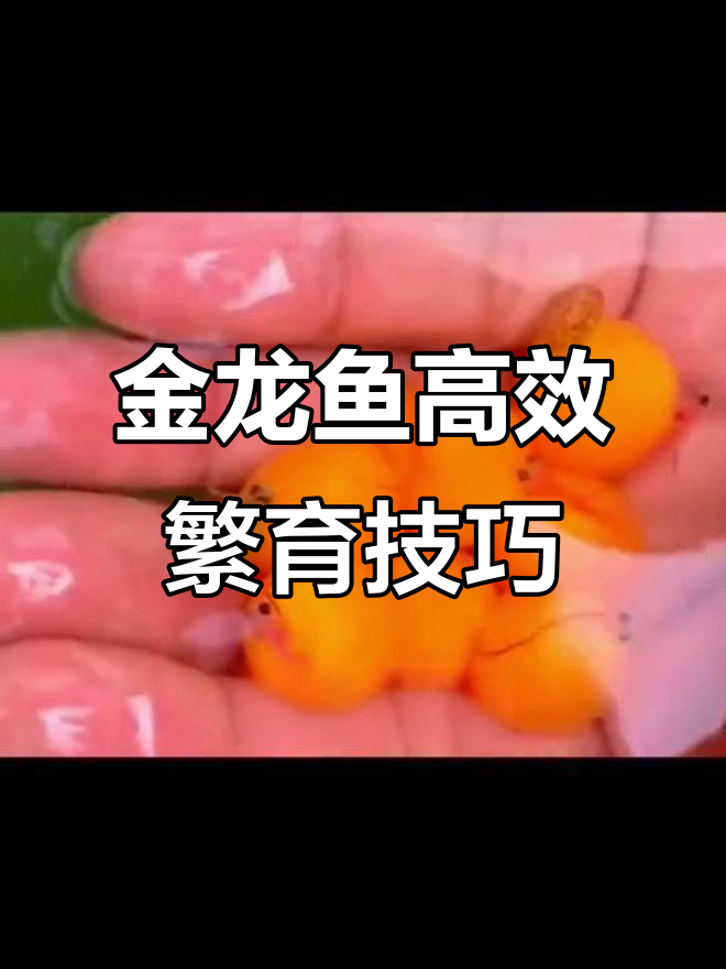 马来西亚金龙鱼繁殖揭秘:公母比例与产量最大化
