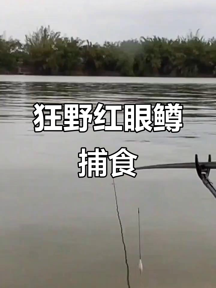 红眼鳟疯狂吃饵,力大无穷!