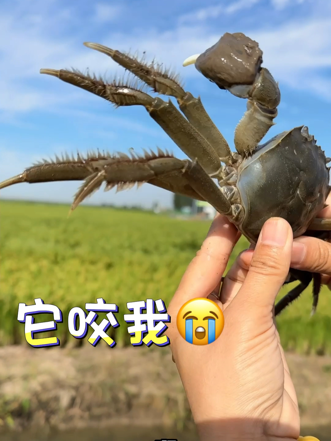 金秋九月钓螃蟹