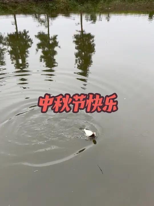 想念淡水鱼