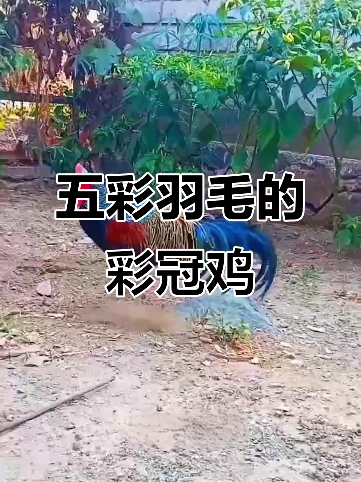 彩冠鸡:五彩羽毛,爱吃五谷杂粮
