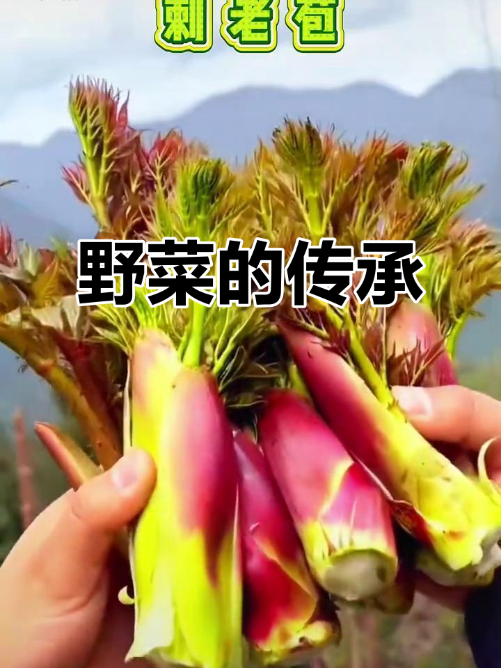 贵州野菜历史悠久,曾是贫困时期的珍贵食物来源