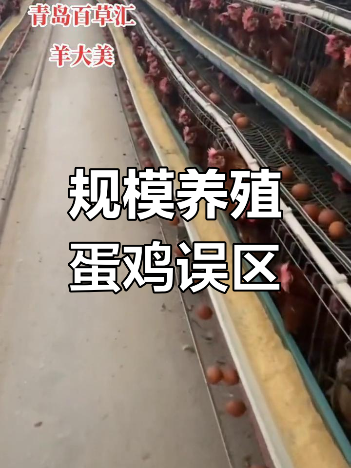 规模化鸡场鸡蛋真的不能吃吗?揭秘饲料真相