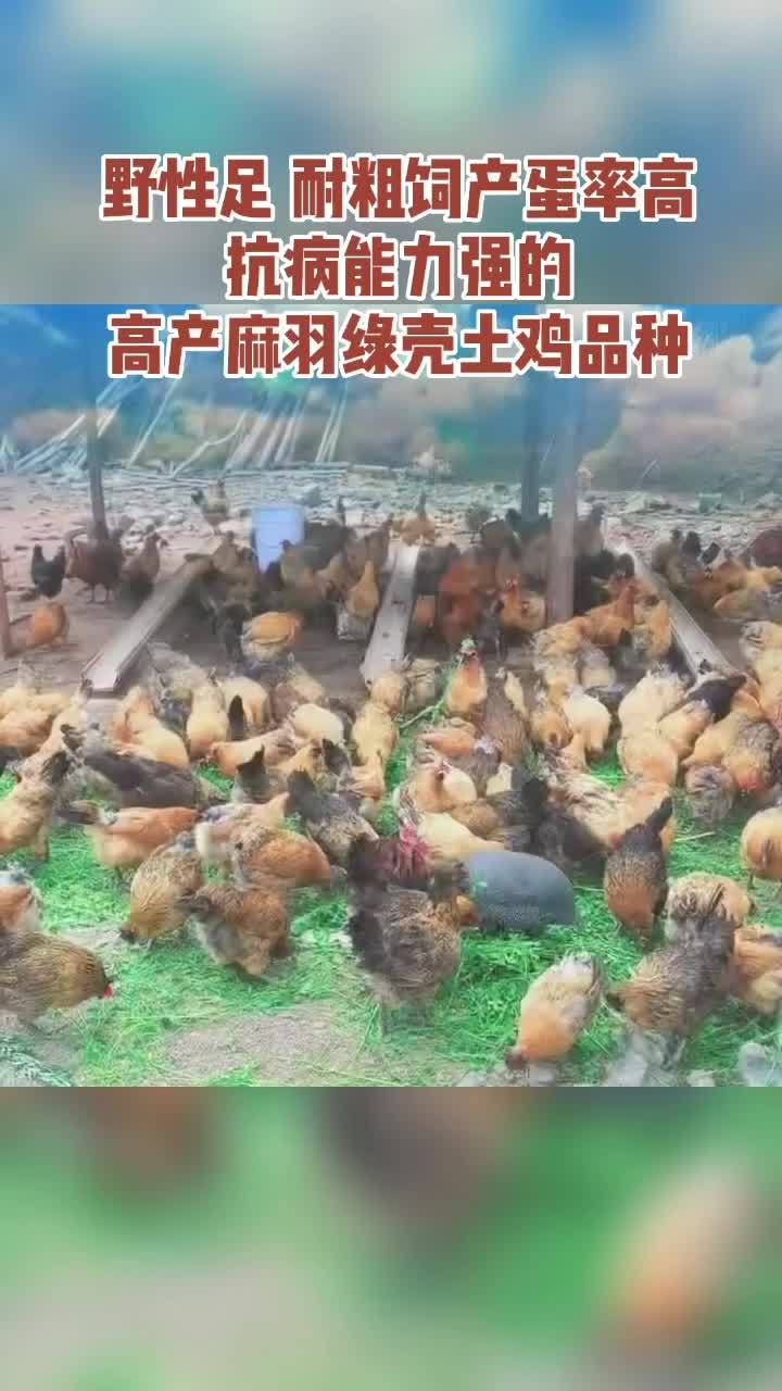 云枫教你学养殖 农村创业养殖 三农 绿壳蛋鸡 新农人计划 野性足、耐粗饲产蛋率高抗病能力强