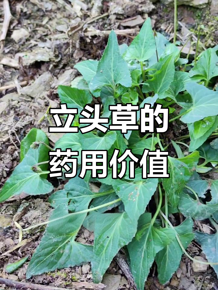 铧头草:南方常见草本,你了解它的功效吗?