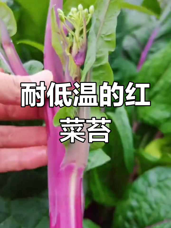 红菜苔:南方人常吃,北方却少见的神奇蔬菜
