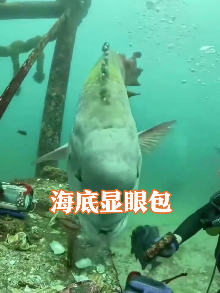 潜水员被鱼群包围？海底显眼包们的迷惑行为大赏！