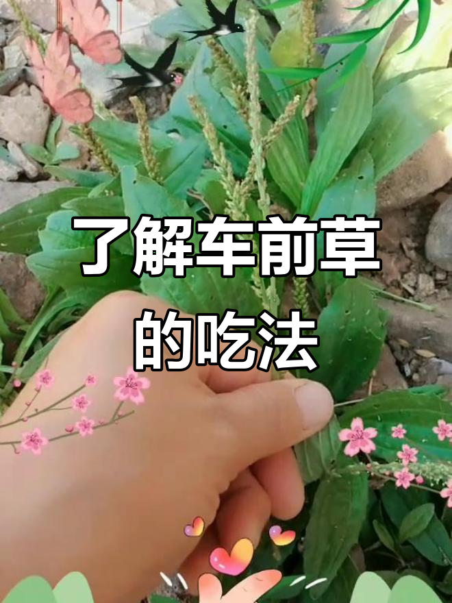 车前草:农村常见却少有人知的野菜,做法多样美味十足