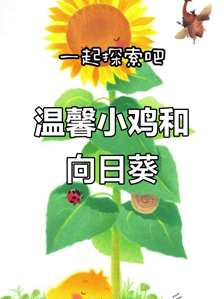 小鸡球球与向日葵的奇妙友情,温暖治愈的故事