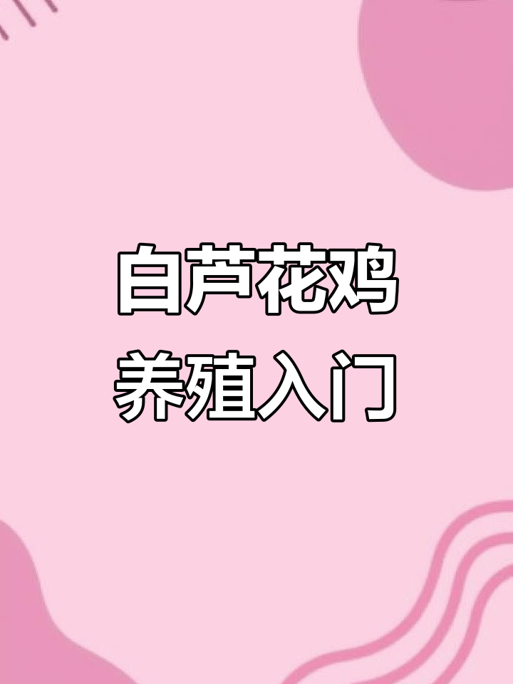 白芦花鸡苗养殖技巧，迷你世界中的小秘密