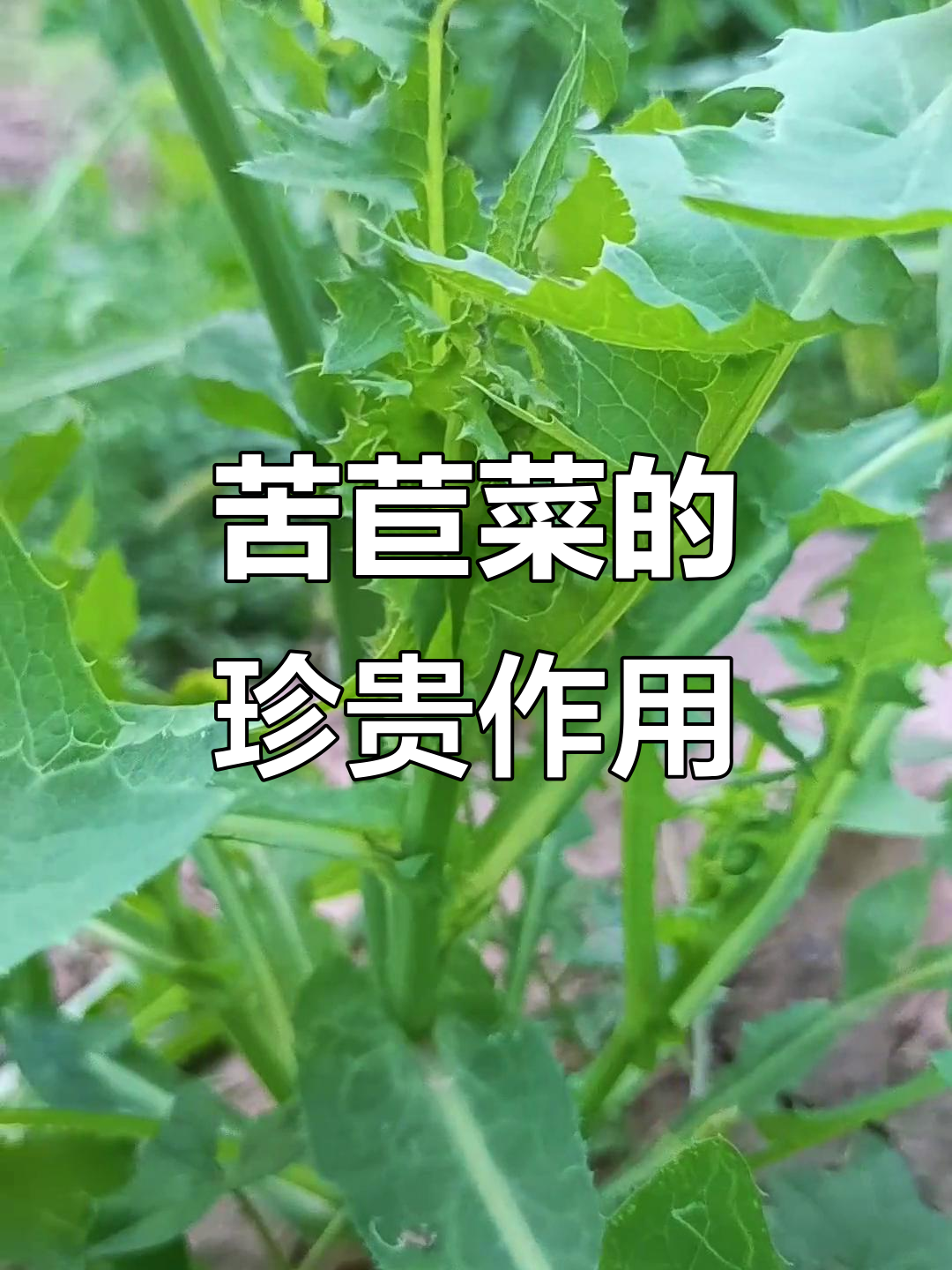 苦苣菜：肝硬化草的神奇功效，清洗煮水有奇效