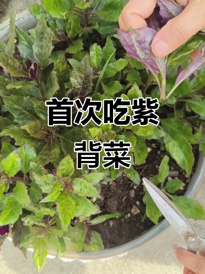 第一次尝试紫背菜，竟然意外好吃！