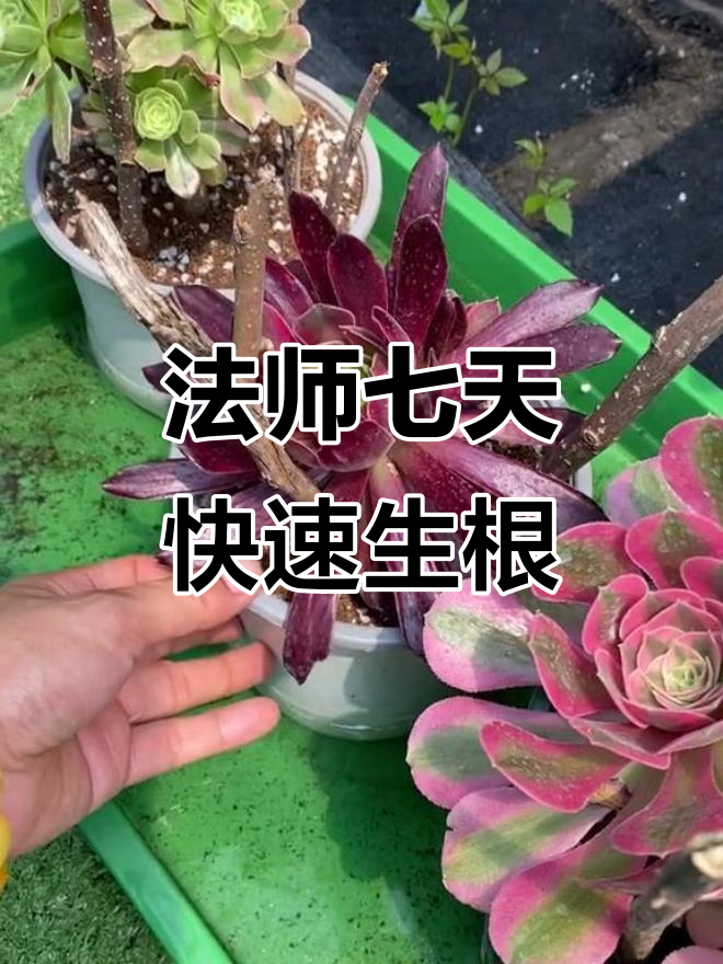 七天生根法试验，法师多肉植物能否成功生根？