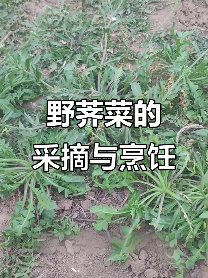 挖荠菜大挑战,根深难寻!洗净后翠绿诱人