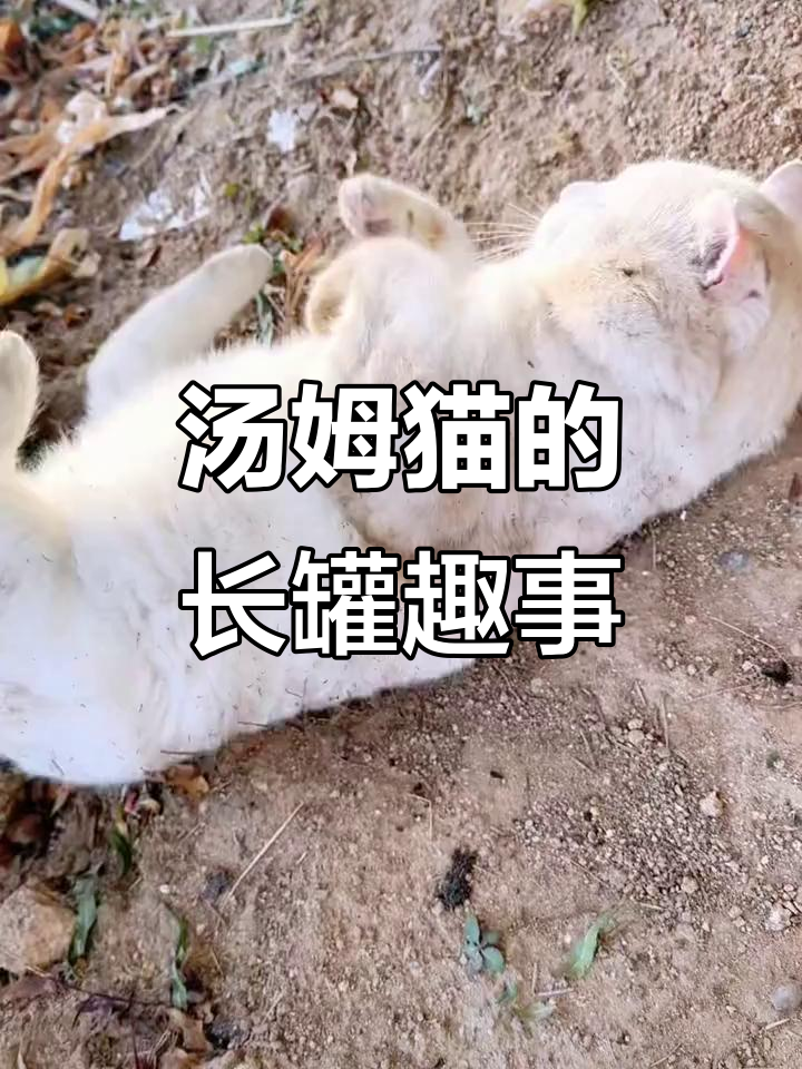 汤姆猫的搞笑日常,长罐来了!