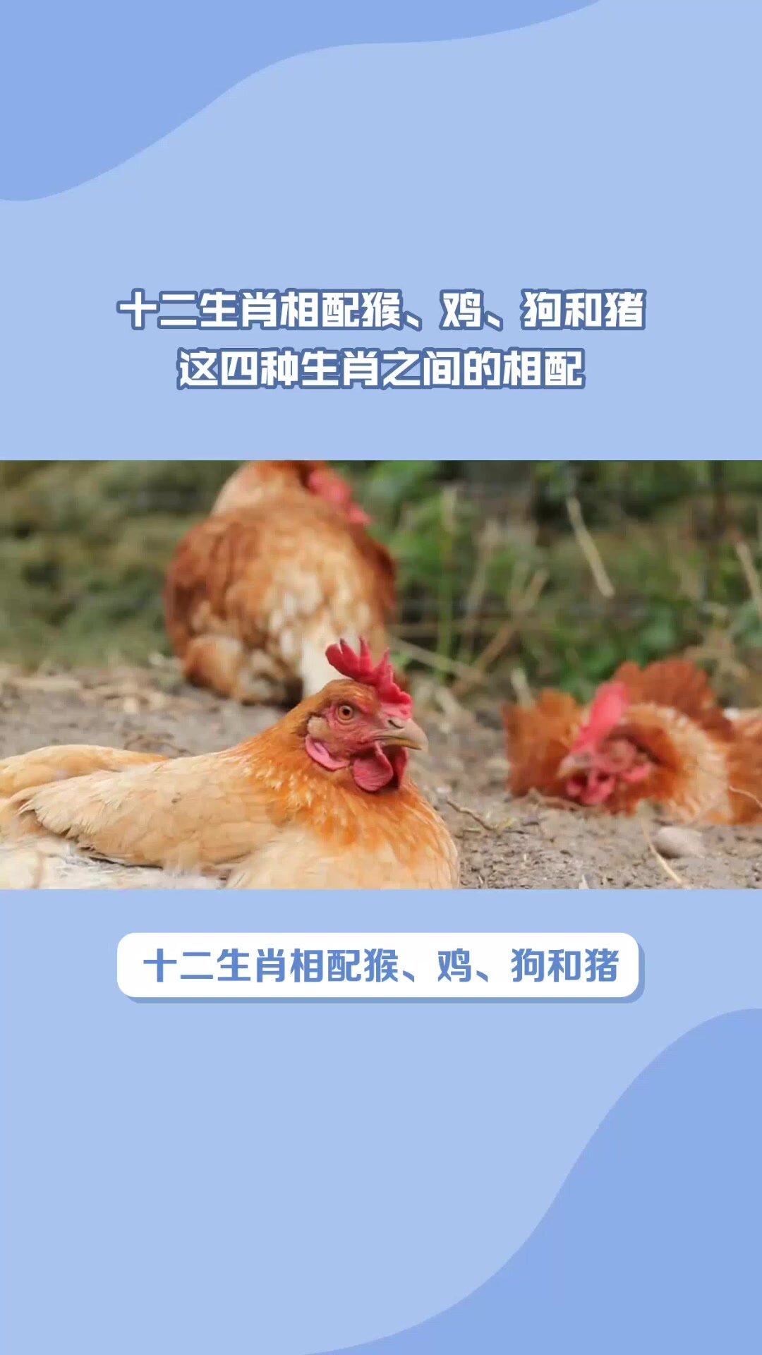 十二生肖相配猴、鸡、狗和猪这四种生肖相配