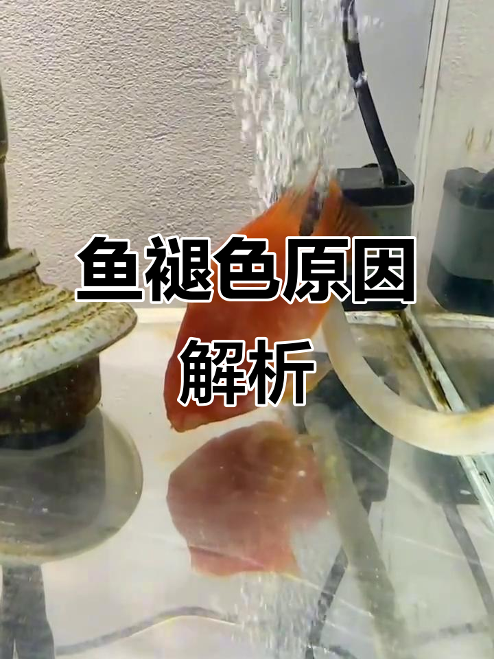 鱼的颜色为何变淡?养鱼时常见的问题,原因揭晓!