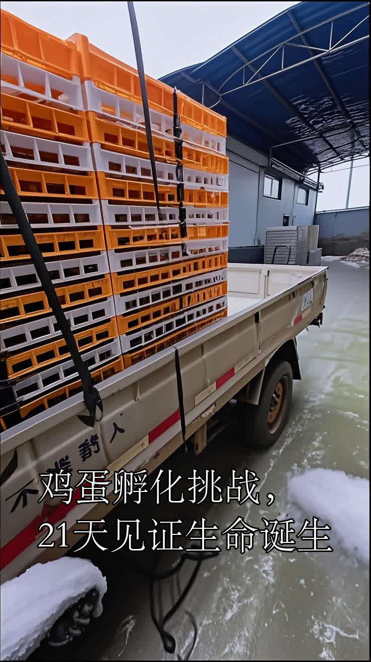 鸡蛋孵化挑战,21天见证生命诞生