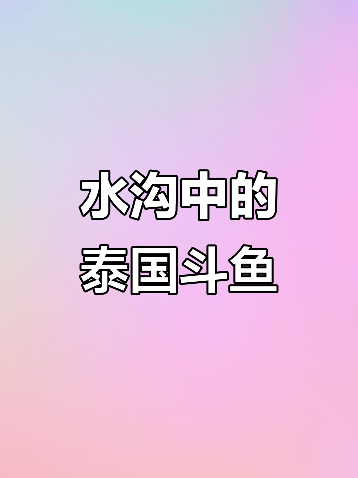 泰国斗鱼大揭秘:水沟里的野生半月斗鱼