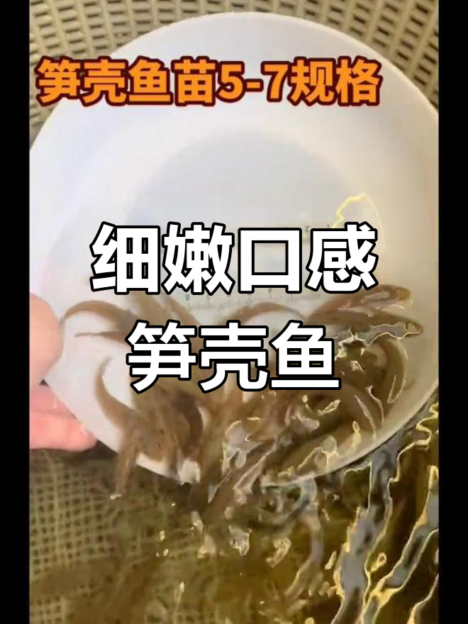 5-7公分笋壳鱼苗,肉质细腻可媲美东星斑
