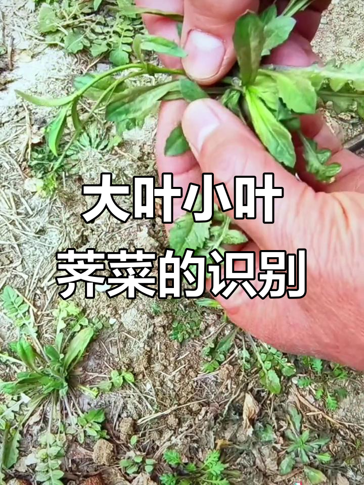 荠菜大揭秘：两种常见类型，你都能认出来吗？