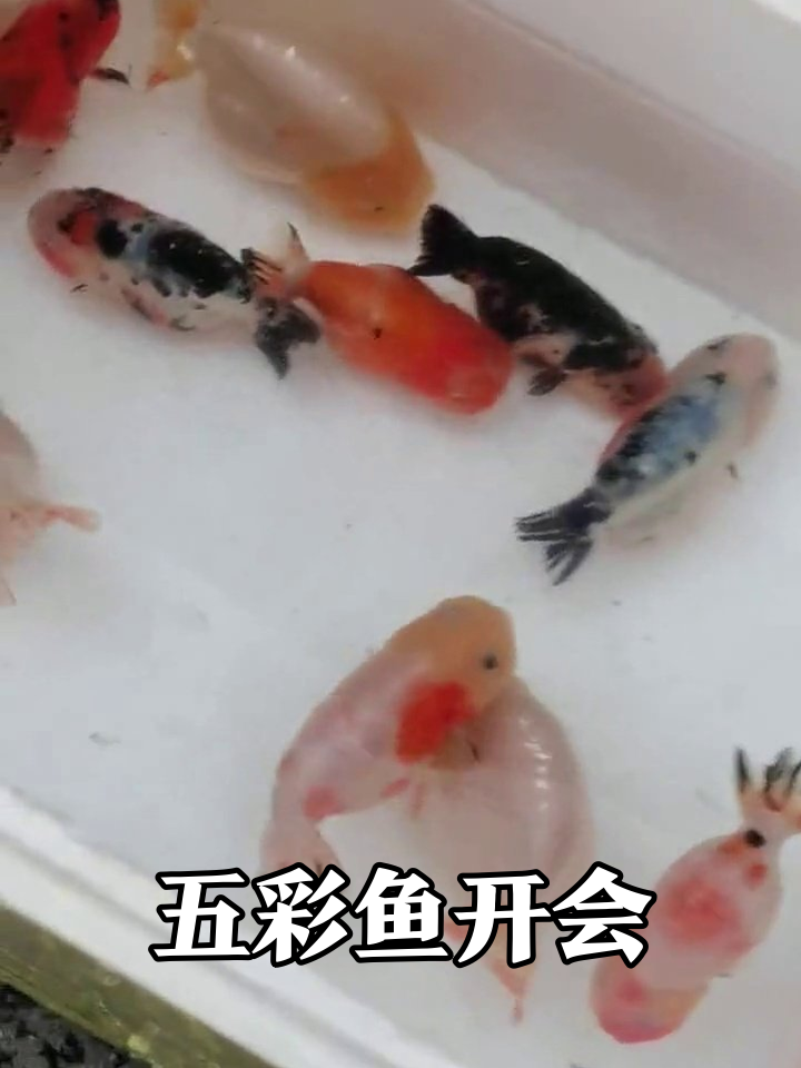 小鱼挤爆容器!红黑白橙凑齐彩虹战队,这是在开选美大会?