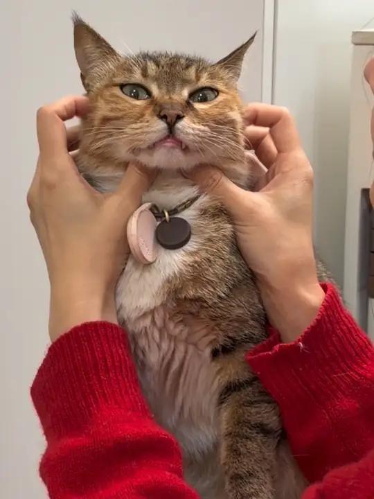 算了，在看亲一口一个小鱼干的份上……#吸猫 #猫咪表情包