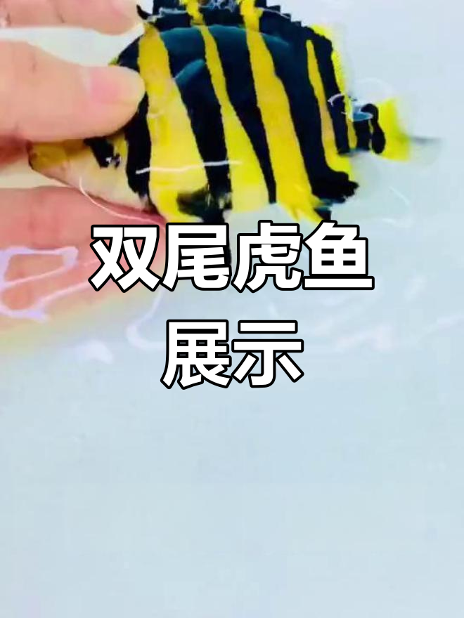 极品野生小舞,双尾虎鱼超震撼!