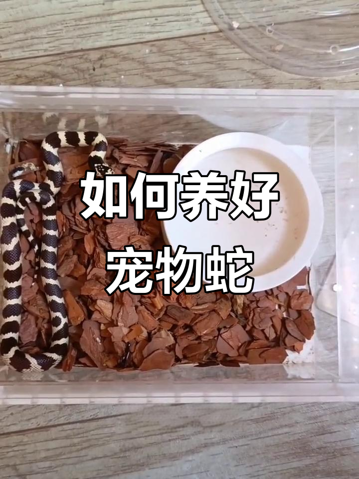 宠物蛇饲养全攻略:从喂食到温度控制