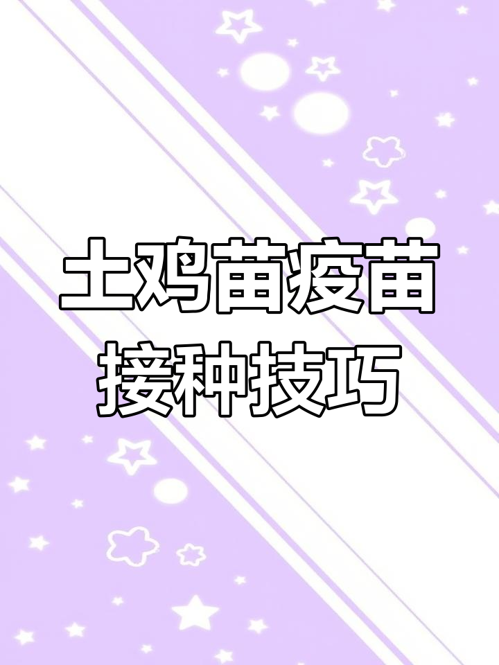 养鸡人必看:三黄五黑土鸡疫苗全攻略