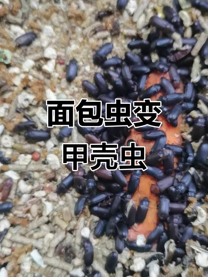 面包虫竟进化成甲壳虫,饲养员现场实拍惊人变化