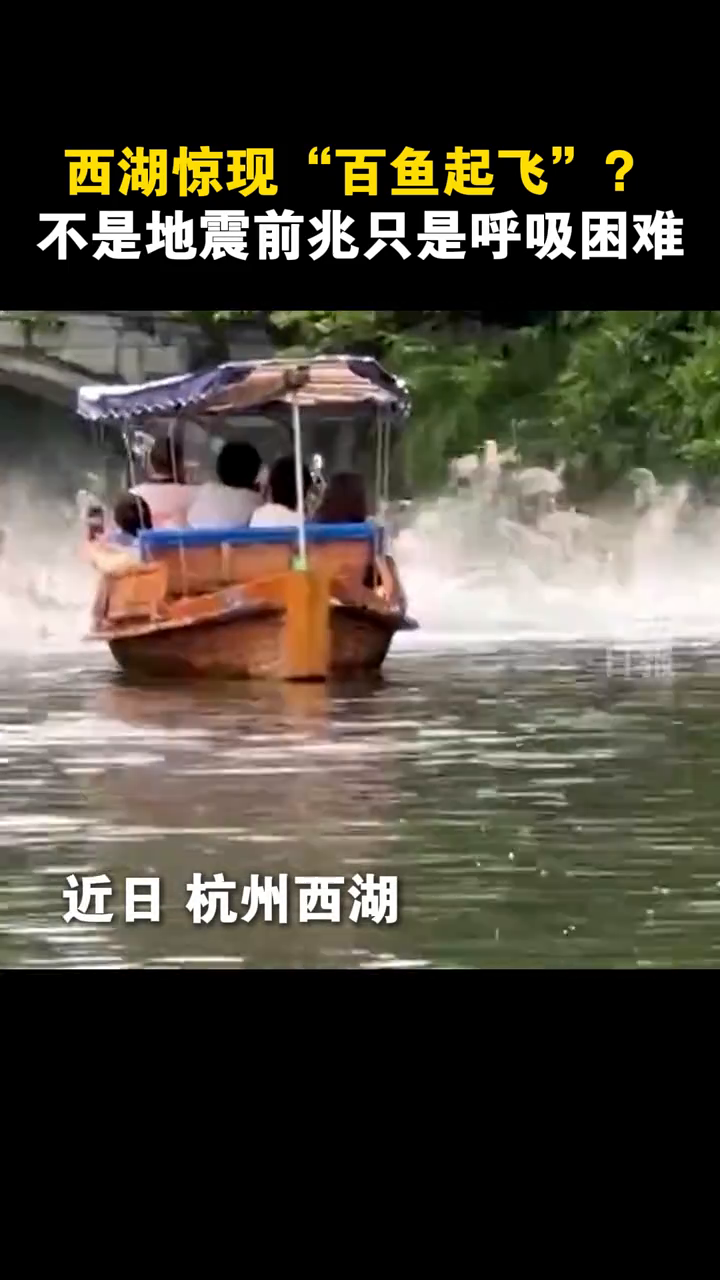 西湖惊现“百鱼起飞”？不是地震前兆只是呼吸困难！