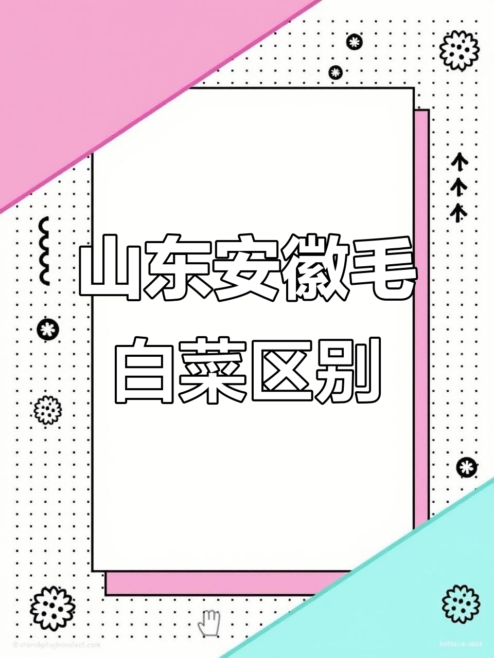 山东安徽毛白菜大比拼,口感、形状全不同!