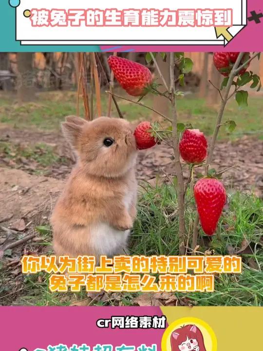 兔子的生育能力超乎想象啊