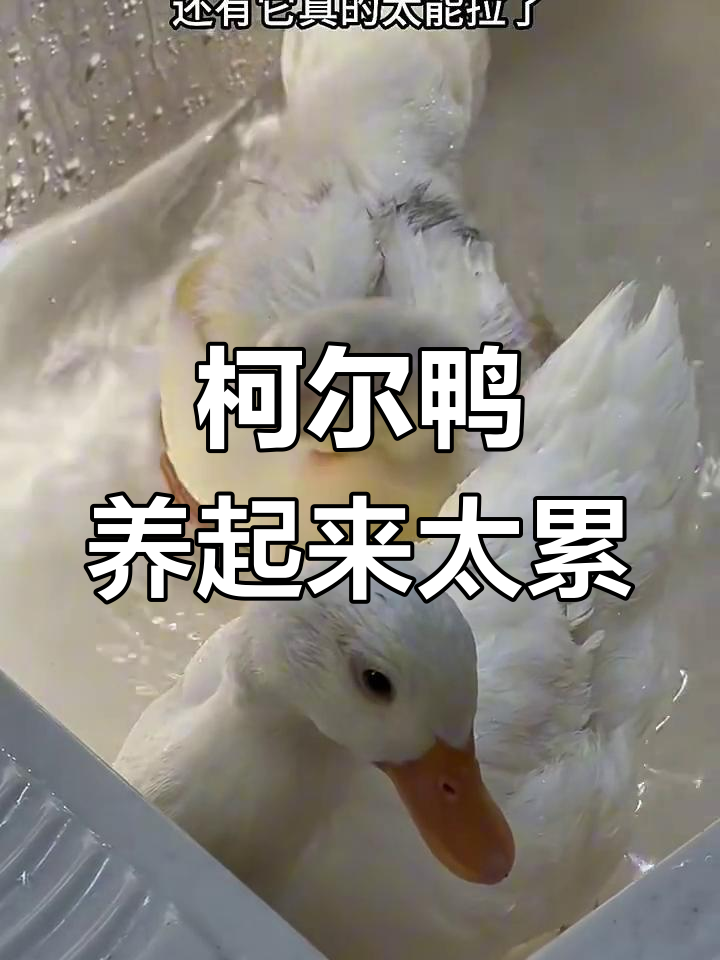 养柯尔鸭的烦恼:吵闹、搞破坏,真心不推荐!