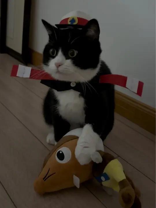 家人们快看,黑猫警长真的抓住一只耳了!哈哈哈哈哈哈,一只耳已经被拿下了!黑猫警长 奶牛猫 