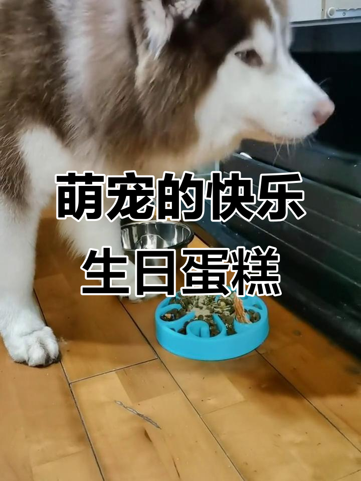 生日蛋糕大快朵颐,萌宠吃蜡烛太欢乐