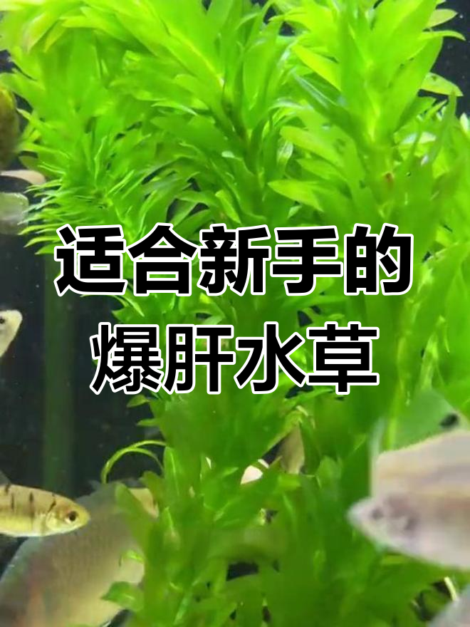 鱼缸爆藻怎么办?三种有效应对方法