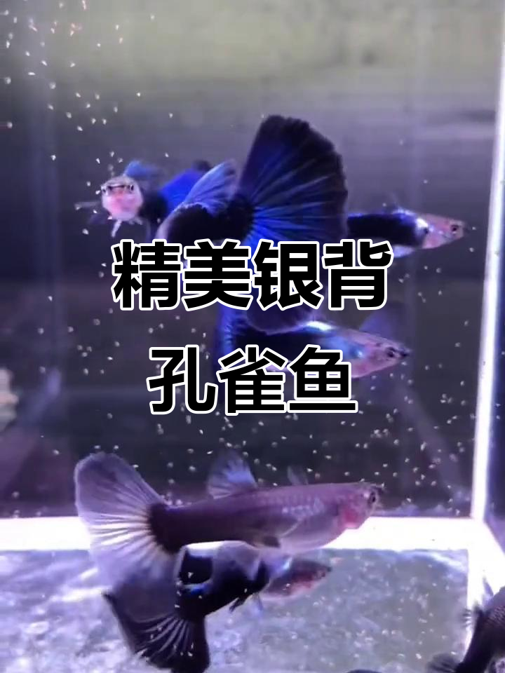 银背蓝礼服孔雀鱼,优雅迷人如贵族