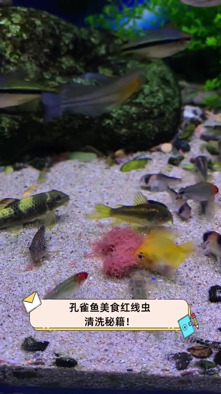 孔雀鱼美食红线虫,清洗秘籍!